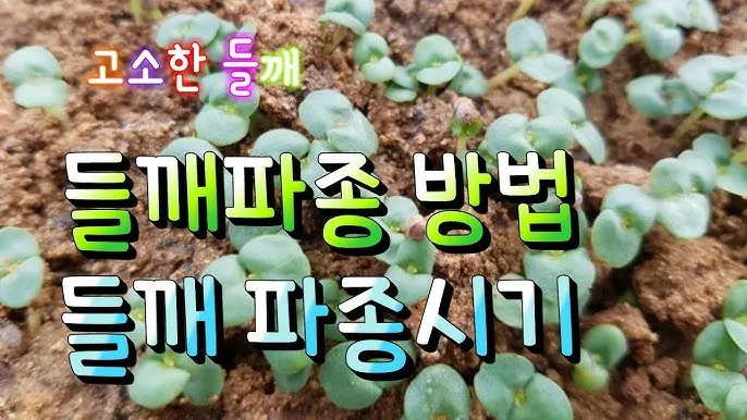 중부 남부 들깨 파종시기 및 들깨 재배방법 요약 정리_9