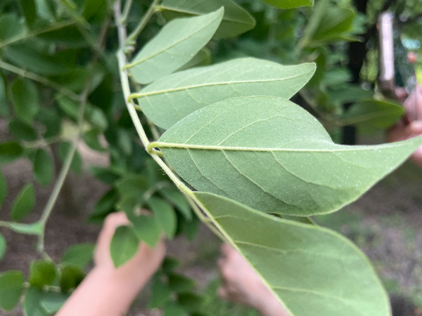 회화나무 비슷한 다릅나무 잎