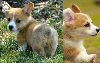 강아지 엉덩이 들이미는 이유 애정표현인지_7