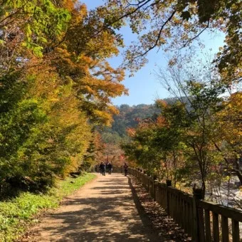 평창 가볼만한곳 베스트10 대관령 양떼목장 허브나라 드라이브_20