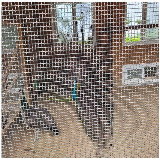 에코리움 -공작새