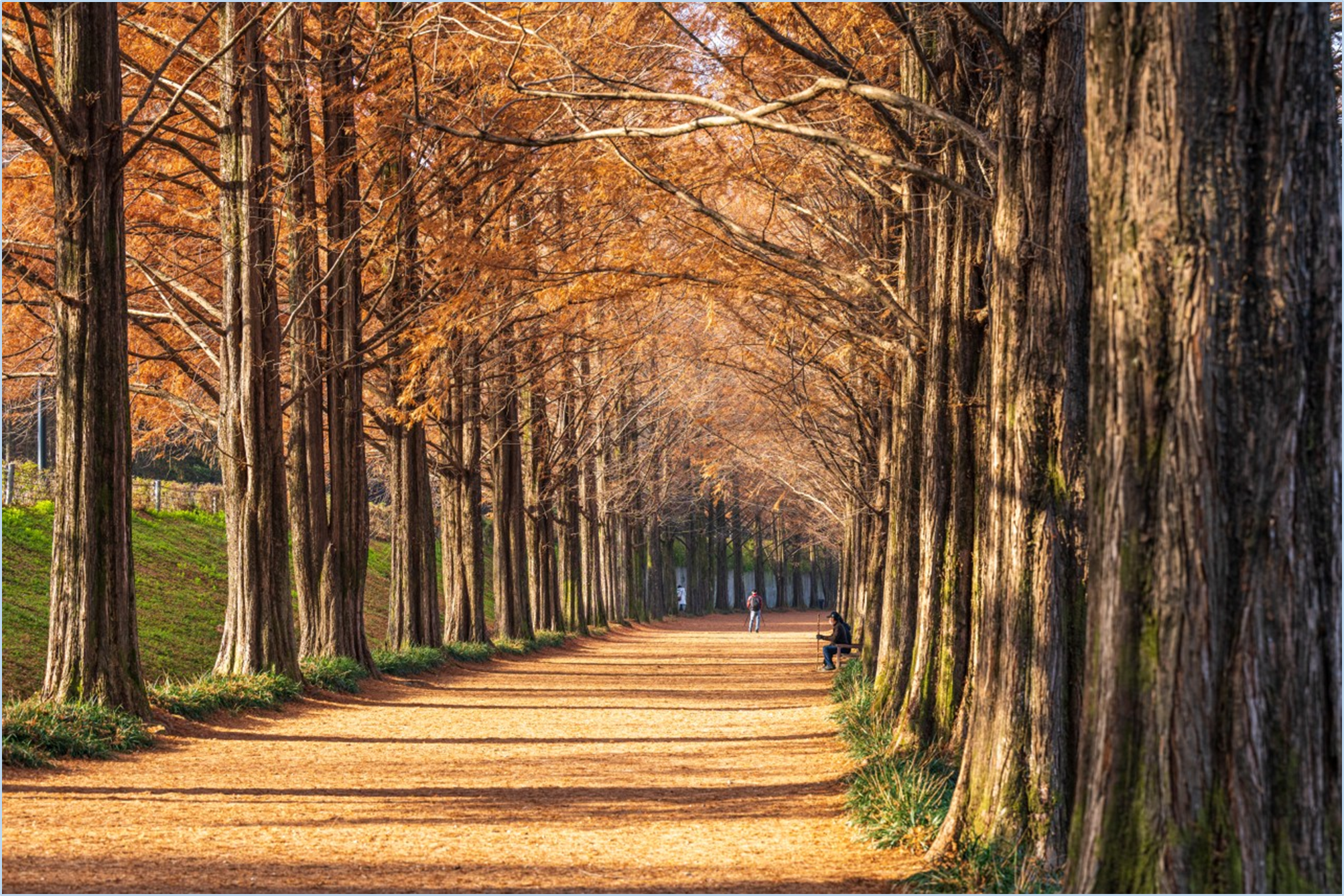 2023-가을-단풍축제-절정시기