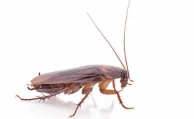 바퀴벌레 사진