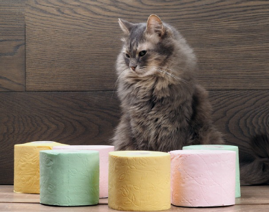 휴지와 고양이.