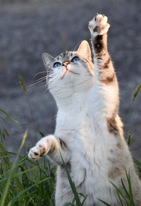 고양이 스크래처