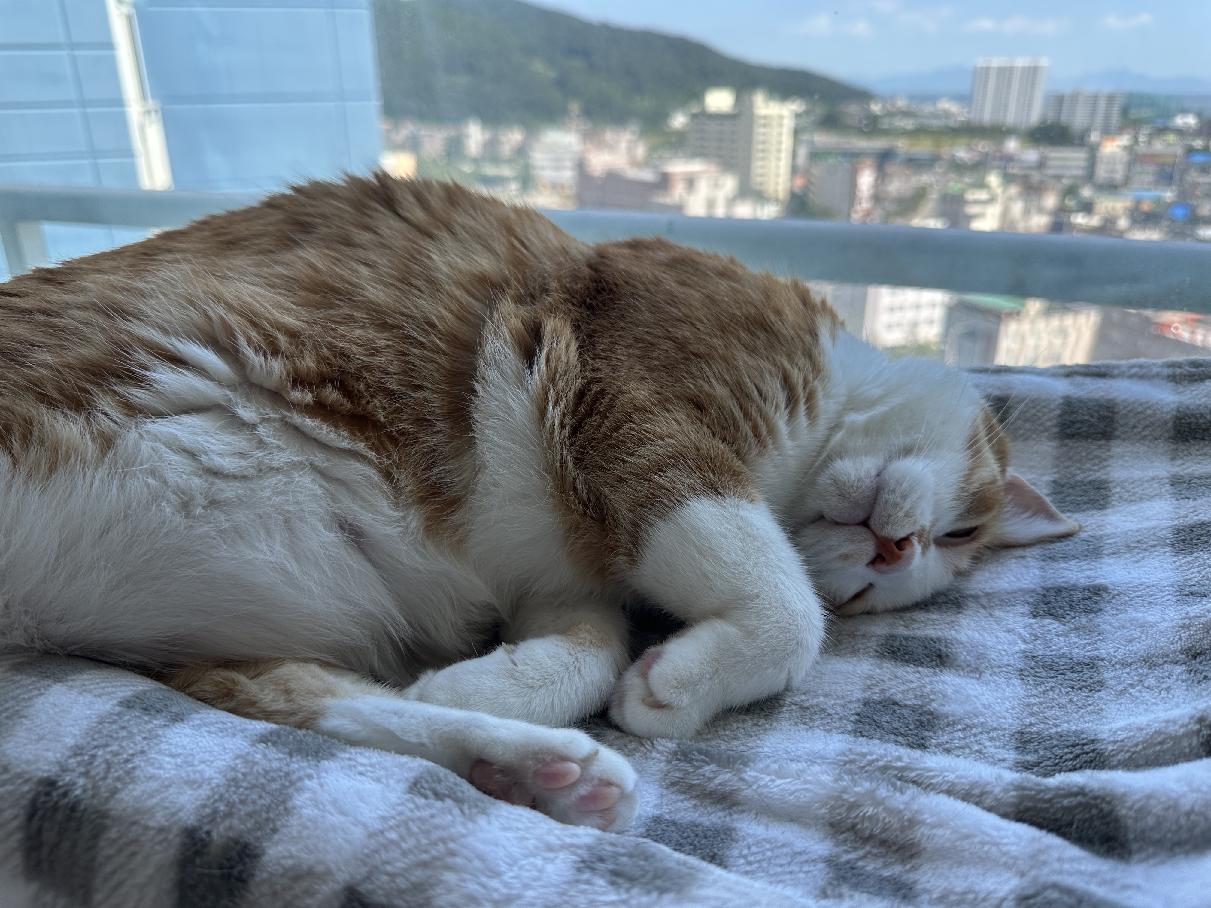 창문_해먹_위의_발라당냥이_호야