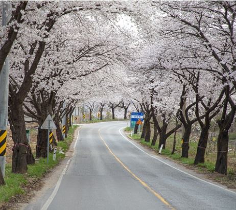 속리산 벚꽃