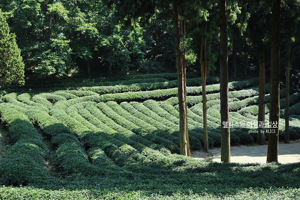 가을 이국적으로 아름다운 국내 여행지 사진 맛집 포토존 가을 여행지 가볼만한곳