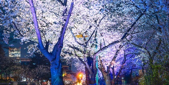 여의도 벚꽃축제 일정