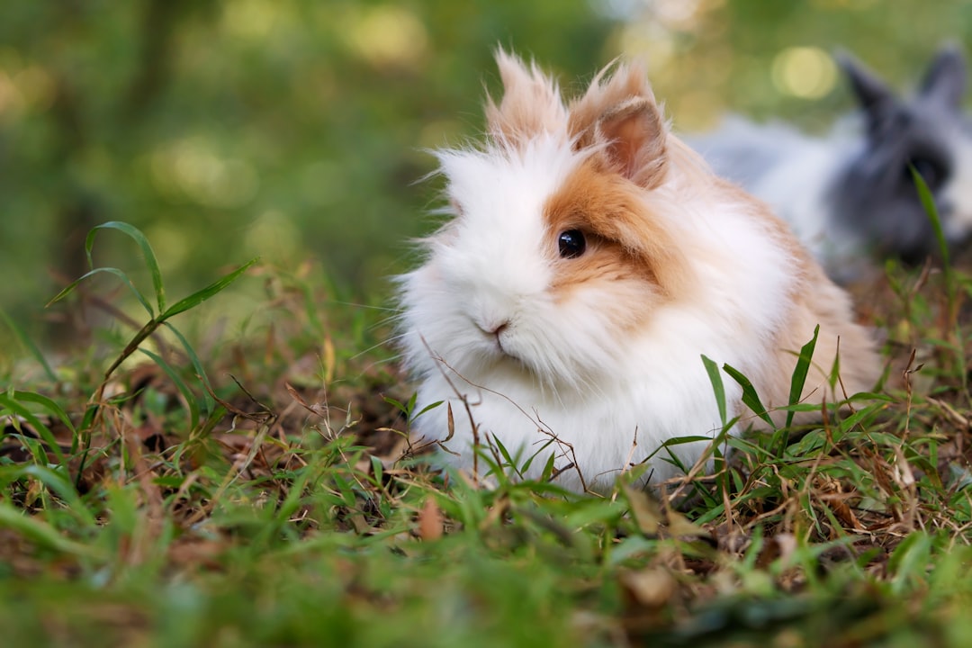 Bunny