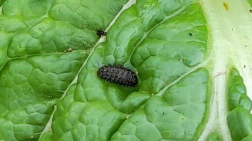 배추-무잎벌레-좁은가슴잎벌레-병충해-증상-방제법