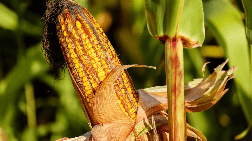 방광염에 좋은 음식인 옥수수가 나무에 달려 있다