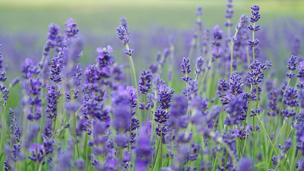 유럽 전통 치유 허브 라벤더, 세인트존스 워터, 카모마일