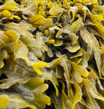 다시마 효능 부작용 칼로리