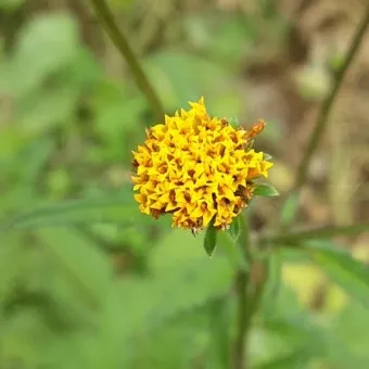 도깨비바늘 귀침초 자연이 준 해독의 명약 건강 효과_20