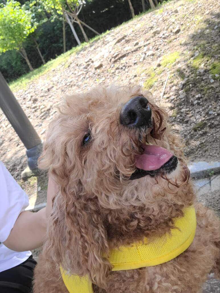 희뇨하는 강아지