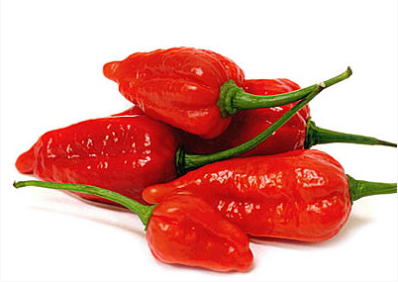 부트졸로키아소스-매운고추-기네스북