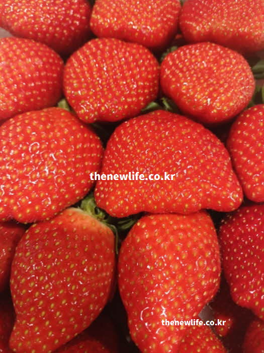 딸기 효능 영양 성분 비타민 C