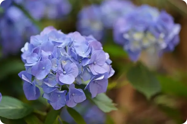 장생포 수국축제
