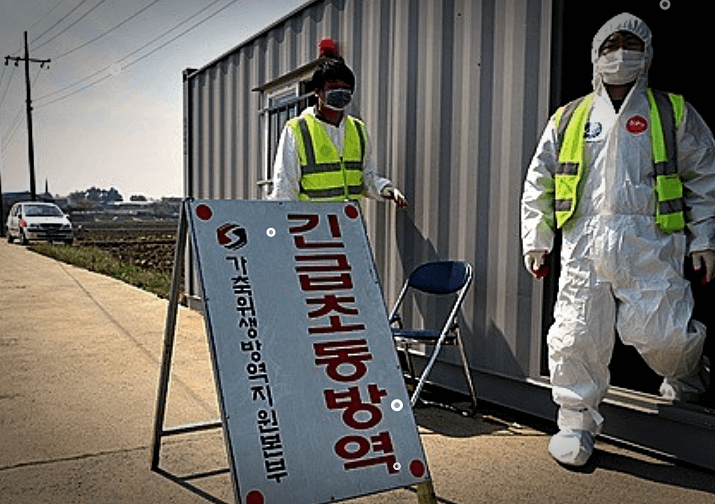 조류인플루엔자