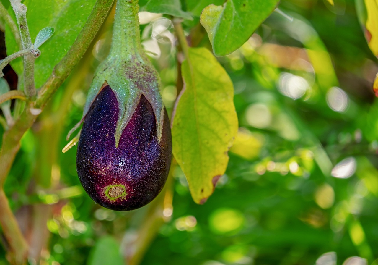 가지(egg plant)속 나스닌, 안토시아닌, 자외선 손상 완화, 피부 관리 전략