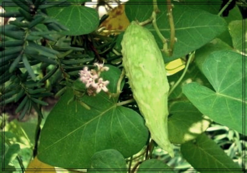 박주가리 효능, 건강에 좋은 이유는?