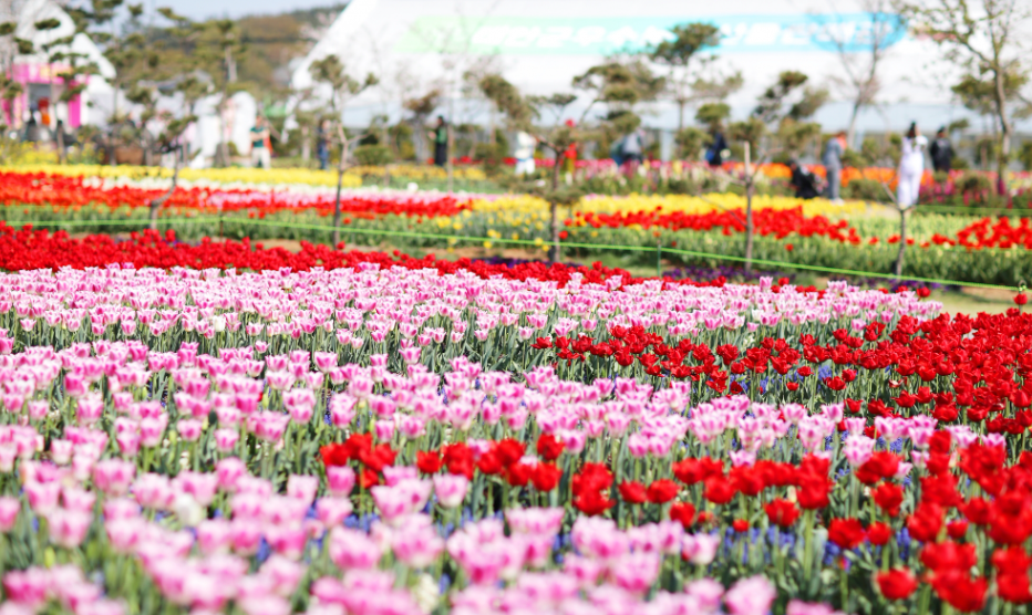 태안 튤립 축제