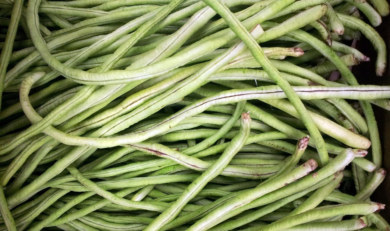 수확된 아스파라거스 줄콩 사진
