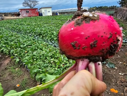 6시내고향-제주-복숭아순무-소담농원