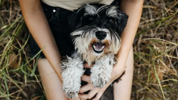 슈나우저 사진/출처:어도비스톡