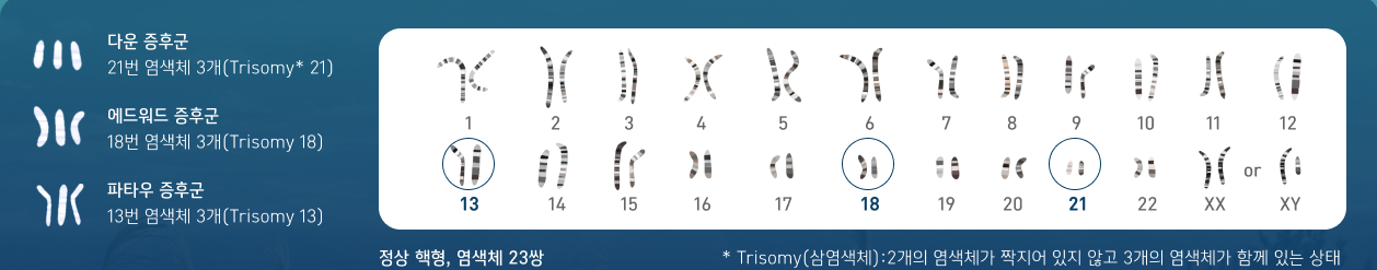 G-NIPT® 지니프트 검사는 임신한 엄마의 혈액의 태아 DNA로 태아 염색체 이상 선별검사