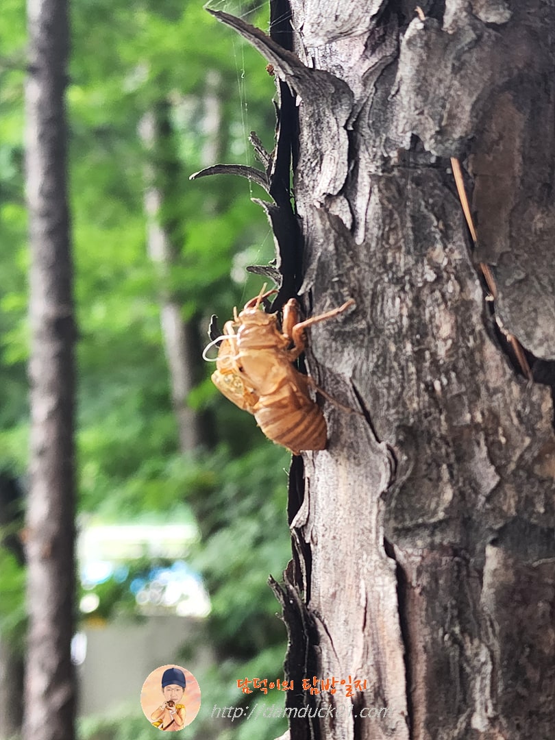 매미 허물