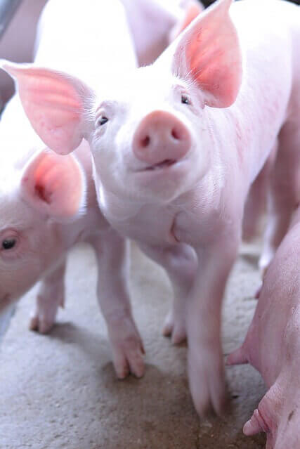 돼지띠 2025년 운세