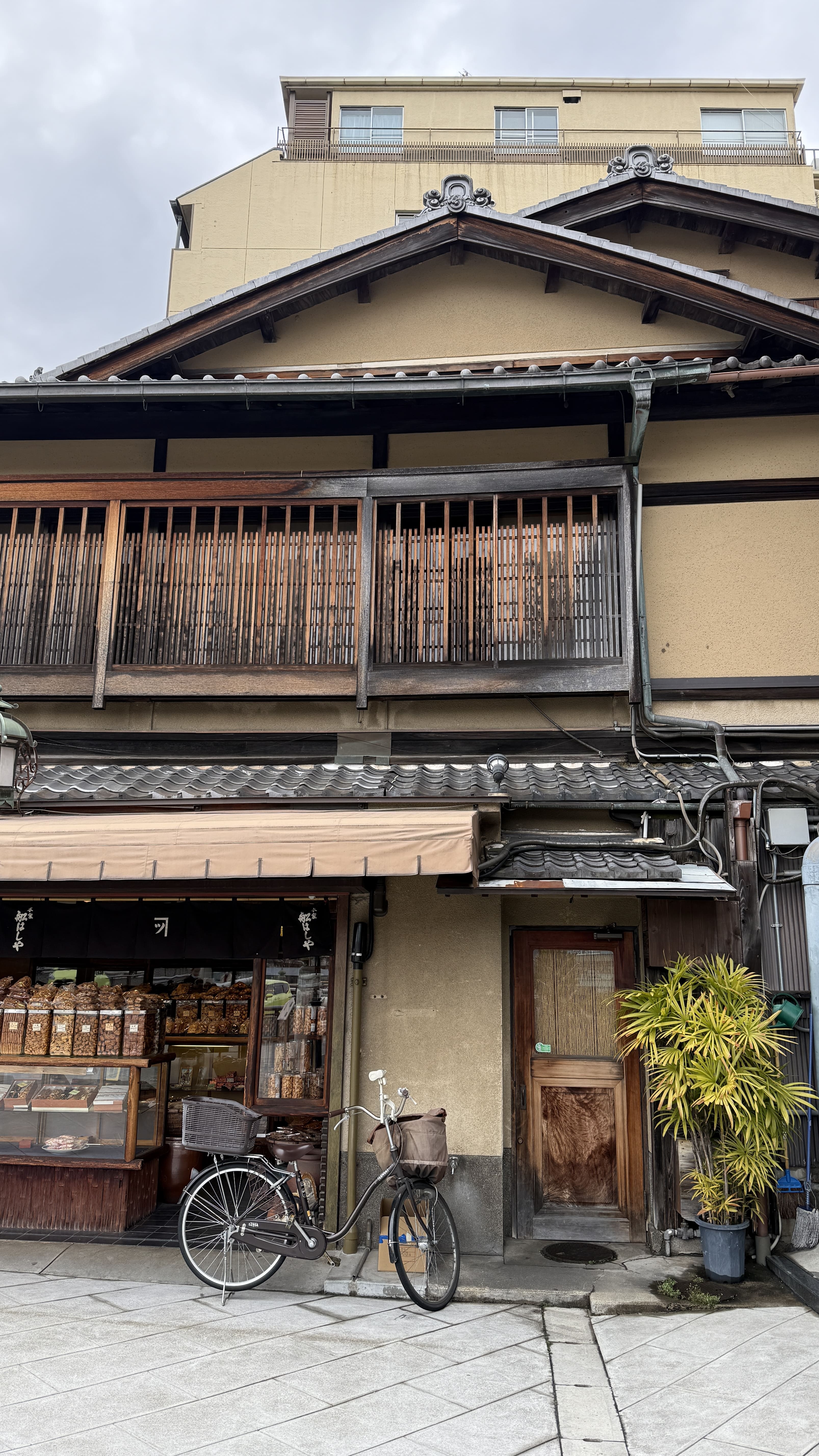 교토 봄여행 일본 스타벅스