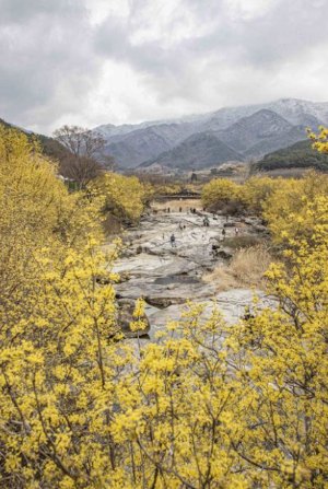구례 산수유축제