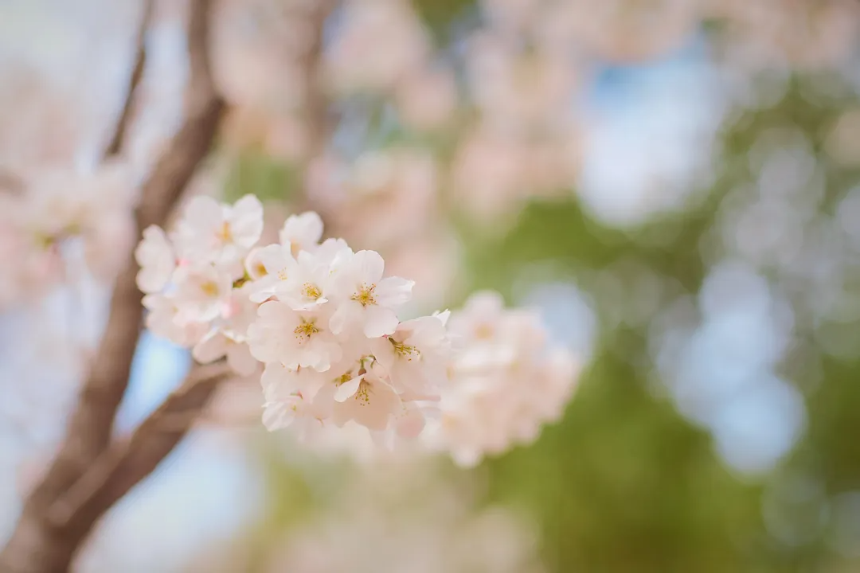 벚꽃 지는 시기 총정리: 지역별 벚꽃 엔딩 일정과 마지막 즐기는 꿀팁!