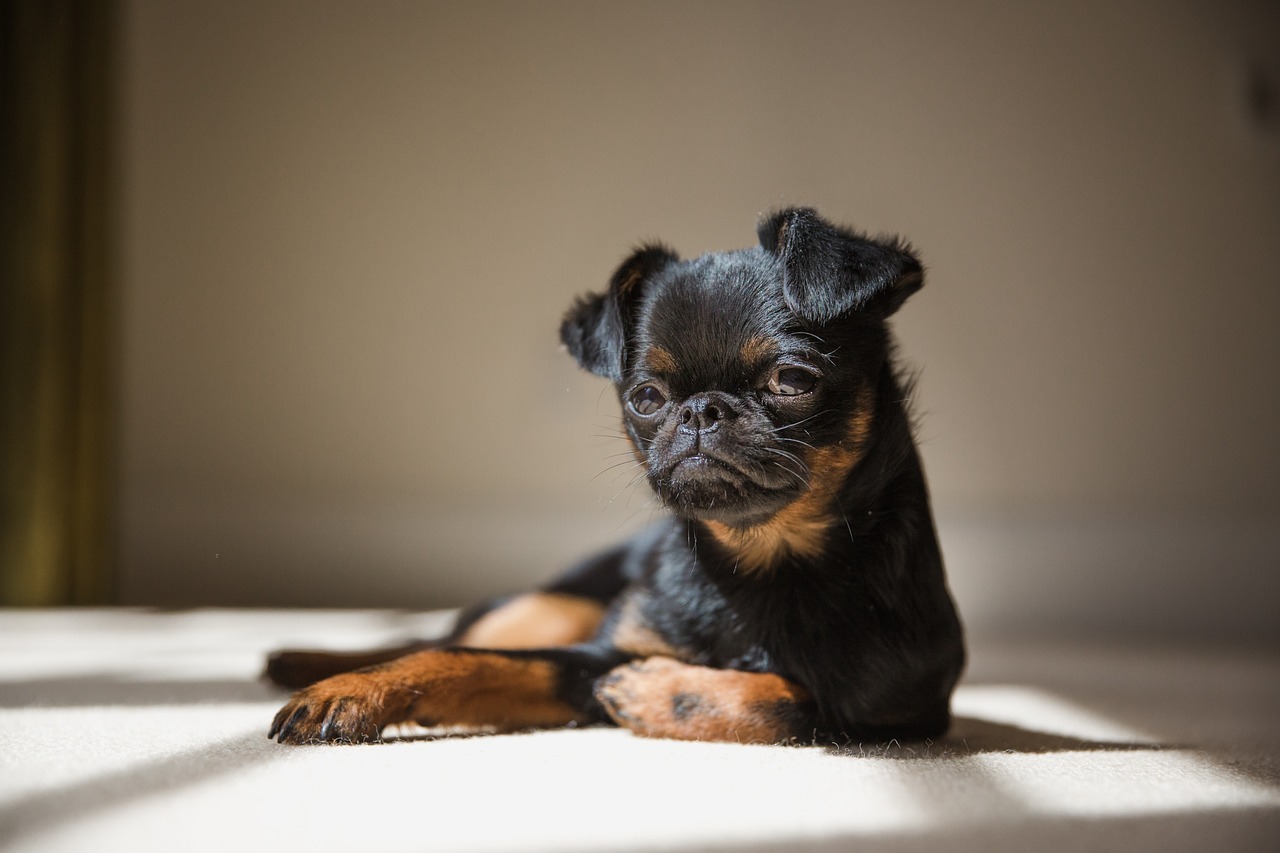 브뤼셀 그리폰(Brussels Griffon)3