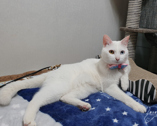 한손을 팔걸이 한 귀여운 고양이사진