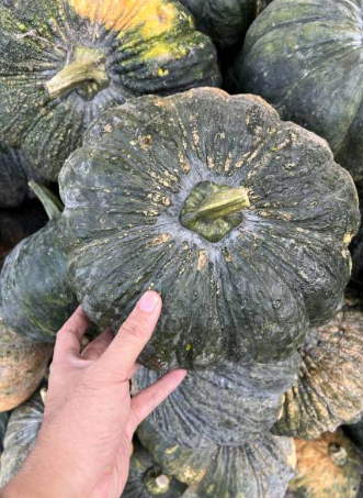 청둥호박, 혈관과 장 건강을 지키는 여름 채소의 모든 것