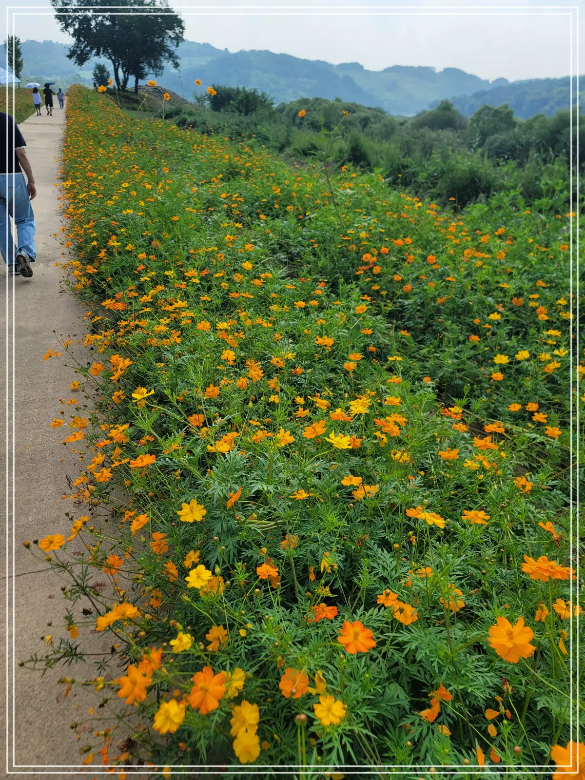 댑싸리정원-도로-옆-코스모스