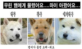 뱀 사고 자주 발생하는 상황 BEST 5-가여운우리댕댕이들