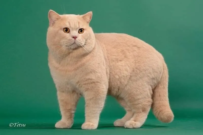 브리티쉬숏헤어 고양이 실버 유전병 분양 가격 성격_5