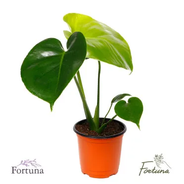 화분 귀가 후 점검 흙수분상태 잎건강확인 병해충 빠른대처 요령_4