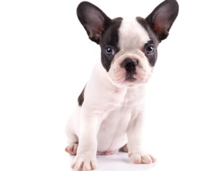 강아지 프렌치 불도그.