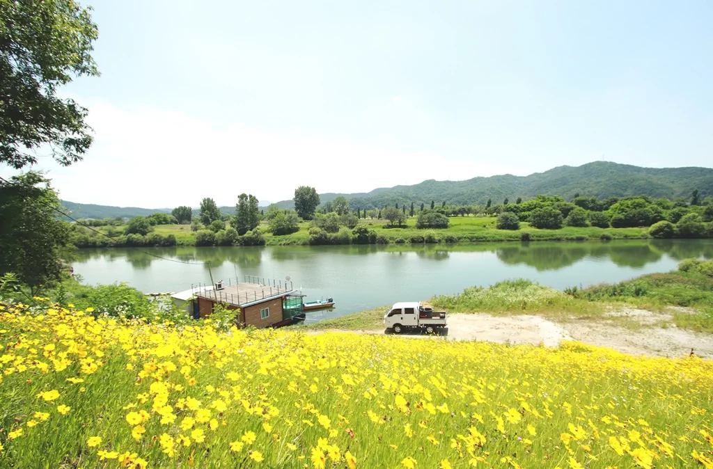 금계국 물결과 강줄기가 어우러진 굴암지구공원 초입 사진.