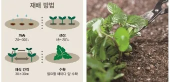 민트 재배 수경 재배 물 갈이 뿌리 번식_5