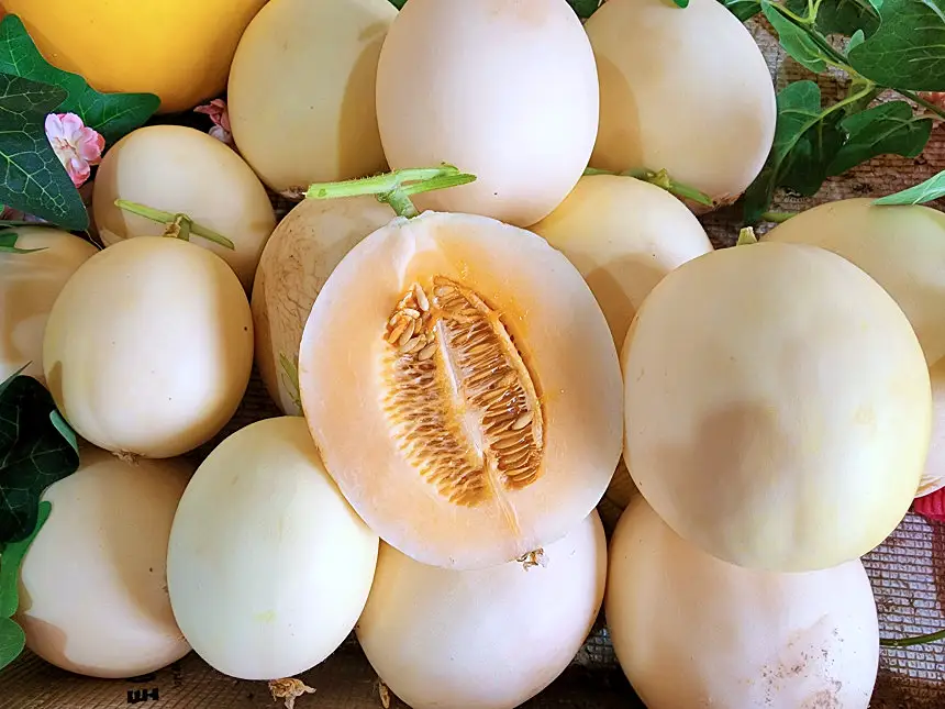 2대 째 메론 재배중인 8가지 멜론 파는 곳 전국 택배 인터넷 전화 주문 방법 추천