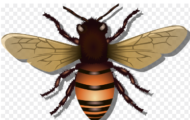 곤충 식품: 고단백 대체 식품으로서의 가능성