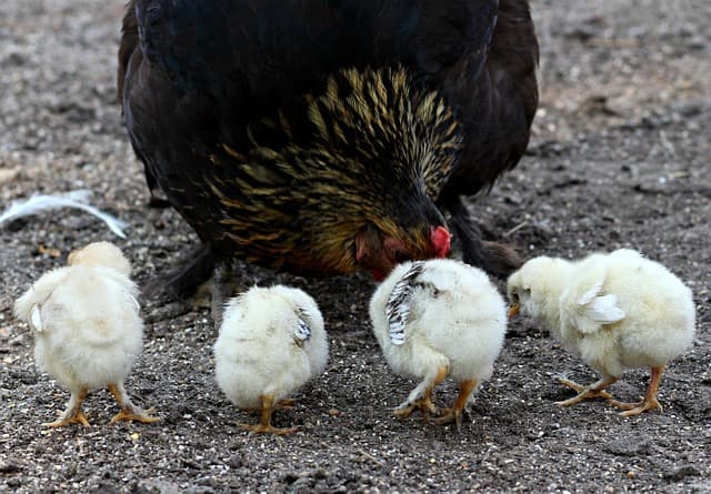 알 껍질이 얇아지는 이유 – 칼슘 부족 외 반드시 알아야 할 3가지 원인