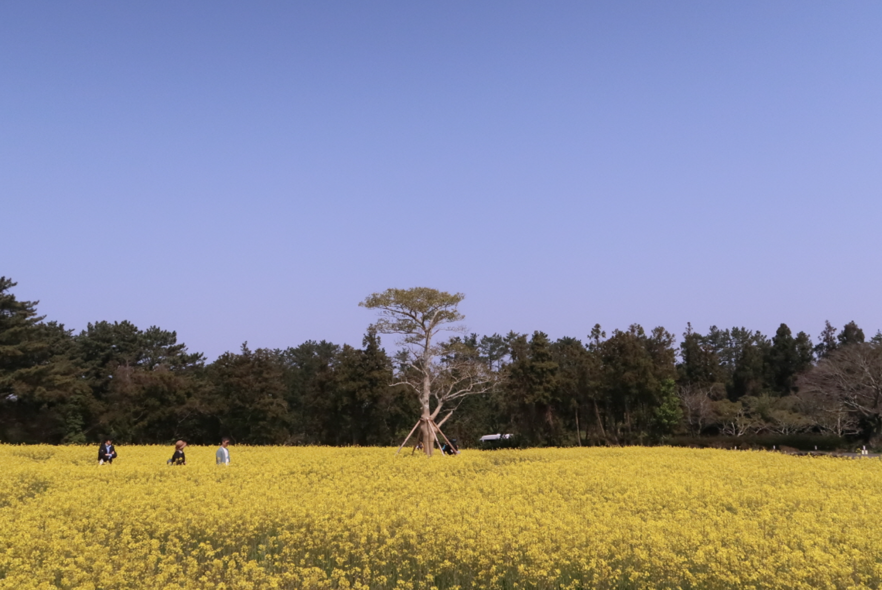 제주 유채꽃 명소 BEST 05 무료 입장 버스투어 추천